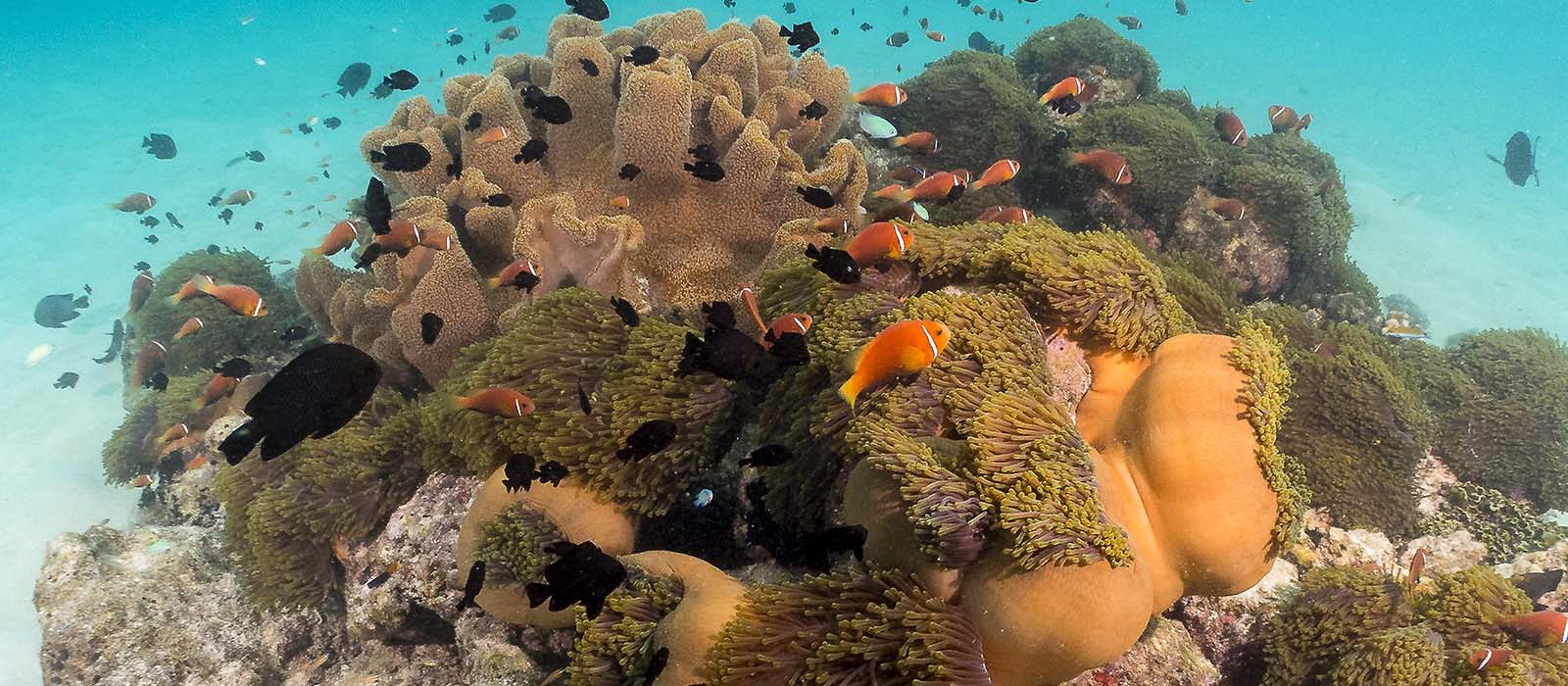 The Hidden Rhythm of the Tropics